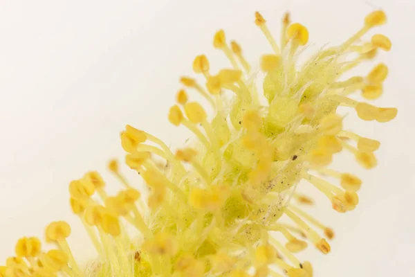 Макрофотография тычинки цветка закрыть красочный вид. — стоковое фото