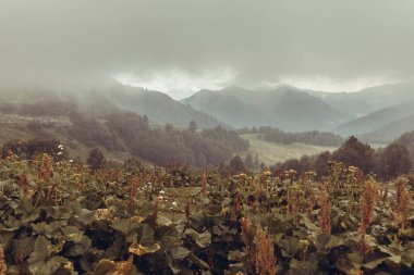 Kafkasya dağlarında bulutlu güzel dağ manzarası
