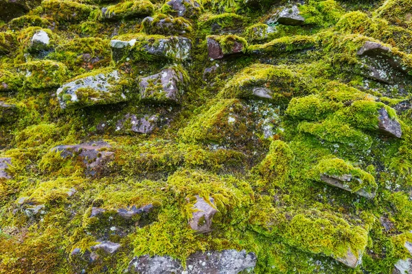 Old mossy wall stones close up view. — Stock Photo, Image