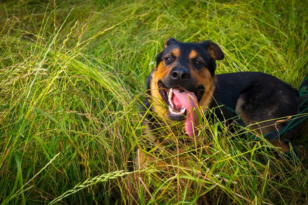 Собака на зеленом газоне — стоковое фото