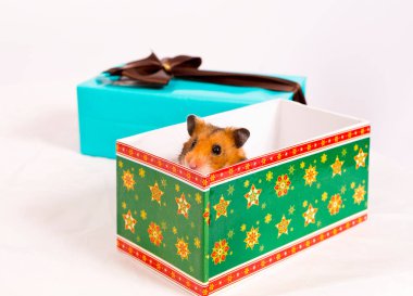 Hediye kutusunda şirin bir hamster. Güzel bir portre.