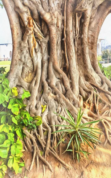 Инжир священный, бодхи дерево, фикус религиоза красочная живопись — стоковое фото