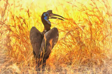 Güney Ground Hornbill renkli resim, Bucorvus Leader BeatBeateri, Murchison Falls Ulusal Parkı, Uganda.