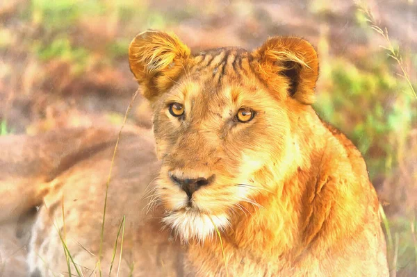 Lion πολύχρωμη ζωγραφική, Pantera Leo, Βασίλισσα Ελισάβετ Εθνικό Πάρκο, Ουγκάντα. — Φωτογραφία Αρχείου