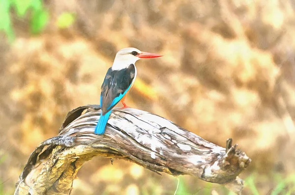 Gray-head kingfisher barevný obraz, Halcyon leucocephala, Murchison Falls národní park, Uganda. — Stock fotografie