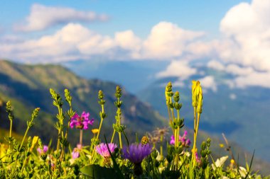 Manzaralı dağ manzarasında güzel çiçekler