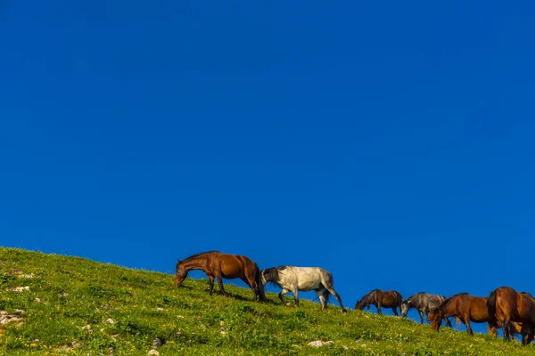 Paisagem de paisagem montanhosa nas montanhas do Cáucaso com cavalos — Fotografia de Stock