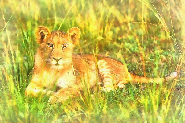 Kolorowy obraz lwa, Pantera Leo, Park Narodowy Królowej Elżbiety, Uganda. — Zdjęcie stockowe