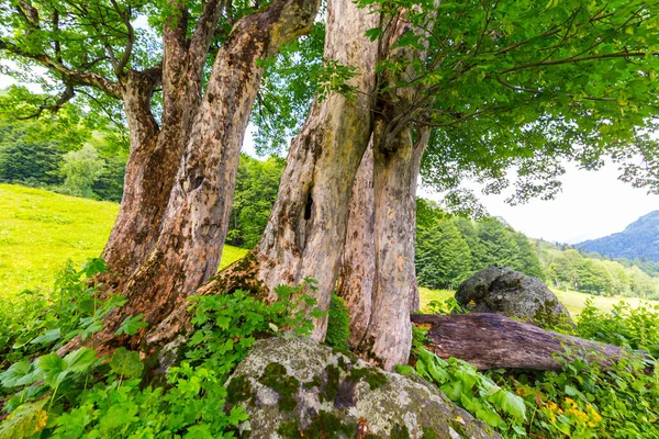 Gyönyörű jelenet a Kaukázus hegységben fákkal — Stock Fotó