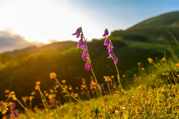 Hermoso paisaje de montaña en las montañas del Cáucaso con hierba y sol al atardecer. — Foto de Stock