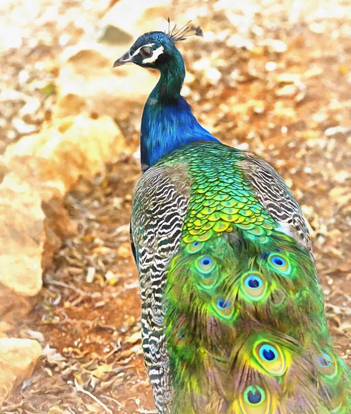 Peacock bird colorful painting looks like picture. — Stock Photo, Image