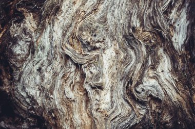 Vahşi ormanda kırık bir kütük.