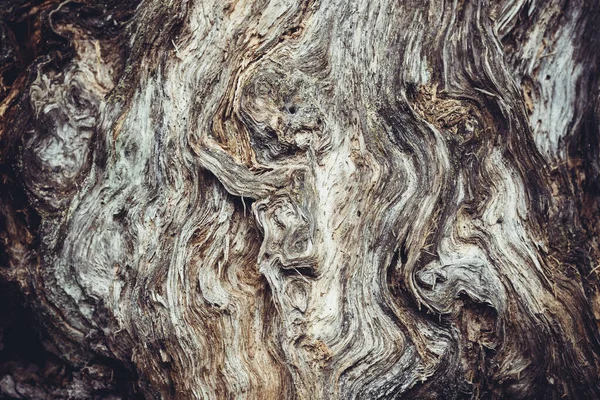 Vahşi ormanda kırık bir kütük.