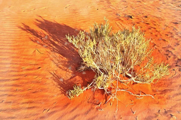 Sušená rostlina na červeném písku pouště Wadi Rum barevná malba vypadá jako obrázek — Stock fotografie