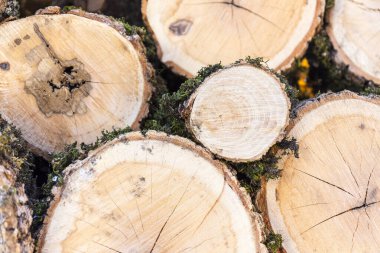 Yakacak odun yığını. Doğal manzara..