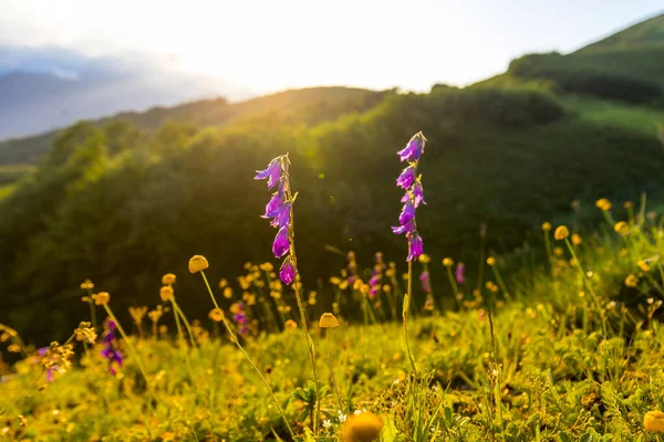 Beautiful mountain landscape at Caucasus mountains with grass and sunset sun. — Stock Photo, Image