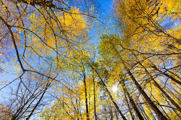 Vista sobre árboles amarillos otoñales con cielo azul —  Fotos de Stock