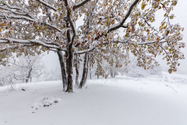 Sarı yapraklı karlı ağaca bak