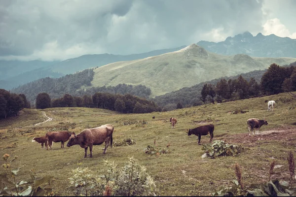 Красивый горный пейзаж с облаками в горах Кавказа — стоковое фото