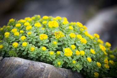 Rodos roze arktik çiçeği yakın görüş