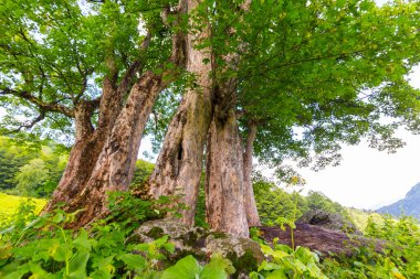 Kafkasya dağlarında ağaçlarla güzel bir manzara