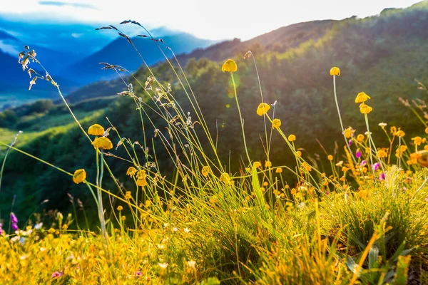 Beautiful mountain landscape at Caucasus mountains with grass and sunset sun. — Stock Photo, Image