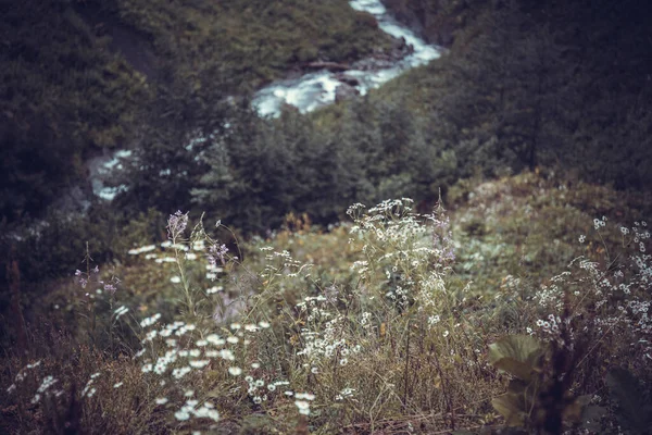 Lindas flores no fundo do riacho rochoso, montanhas do Cáucaso, Rússia — Fotografia de Stock