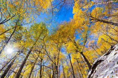 Mavi gökyüzü ile sarı sonbahar ağaçlarına bak