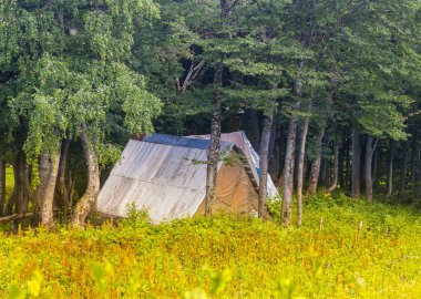 Yaz ormanında kulübeyle güzel bir sahne..