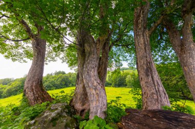 Kafkasya dağlarında ağaçlarla güzel bir manzara