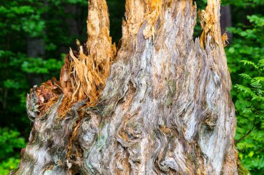 Vahşi ormanda kırık bir kütük.