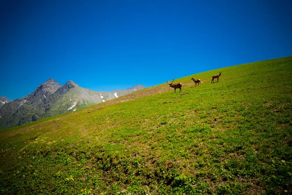 Красивый горный пейзаж с дикими оленями в горах Кавказа. — стоковое фото