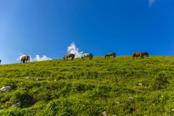 말을 타고 카프카스 산맥의 풍경 — 스톡 사진