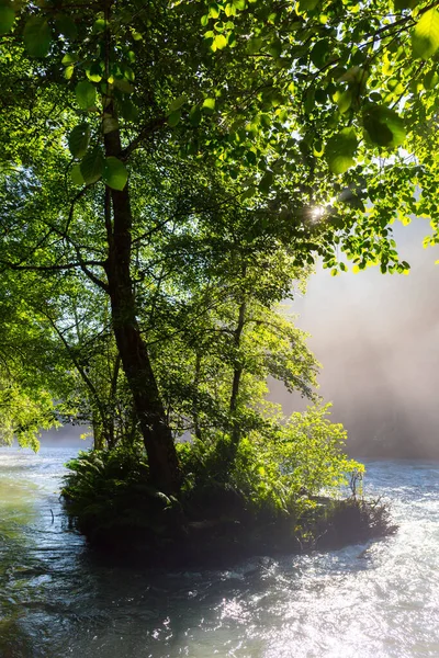 Beautiful sunny morning at the forest with the river — Stock Photo, Image