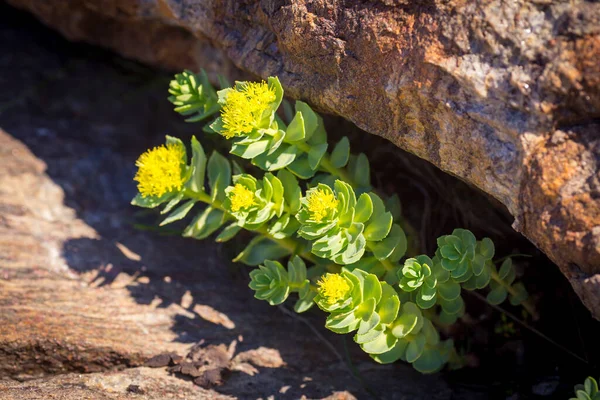 Kutup çiçekleri tundra manzarasını kapatır, Barents denizi.