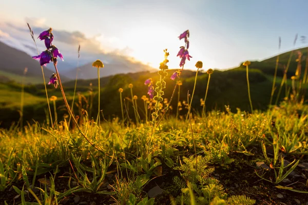 Beautiful mountain landscape at Caucasus mountains with grass and sunset sun. — Stock Photo, Image