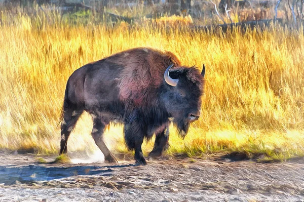 Vista de perto da pintura colorida de bisonte americano parece imagem, Parque Nacional de Yellowstone, EUA. — Fotografia de Stock