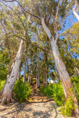 Okaliptüs ağaçları ve güneş ışığıyla güzel bir manzara.