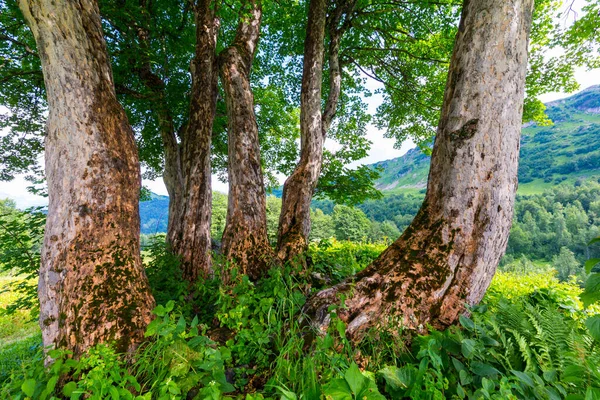 Bela cena nas montanhas do Cáucaso com árvores — Fotografia de Stock