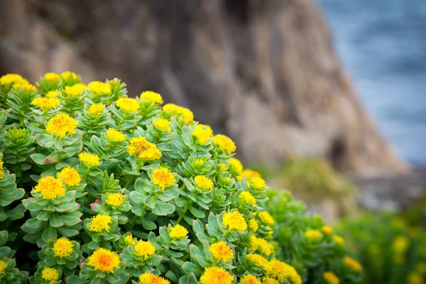 Rhodiola rosea flor ártica vista de cerca Imagen De Stock