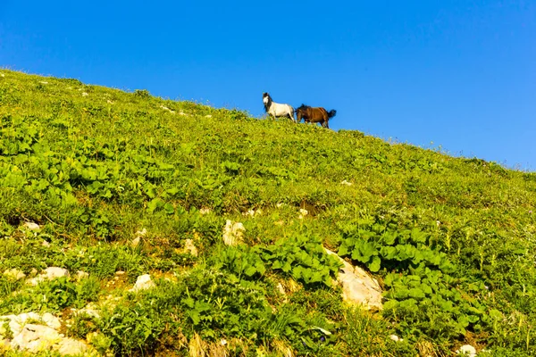 Пейзаж горного пейзажа в горах Кавказа с лошадьми — стоковое фото