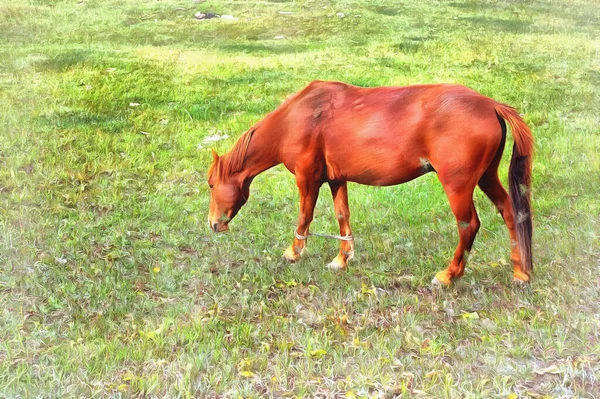 Tarladaki renkli at resmi gibi görünüyor.. — Stok fotoğraf