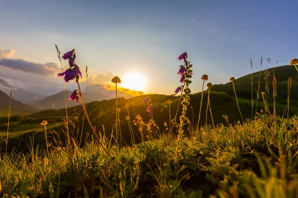 Hermoso paisaje de montaña en las montañas del Cáucaso con hierba y sol al atardecer. — Foto de Stock