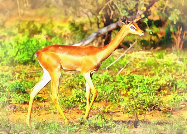 Gerenuk színes festmény néz ki, mint a kép, Samburu Nemzeti Rezervátum, Kenya. — Stock Fotó