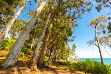 Okaliptüs ağaçları ve güneş ışığıyla güzel bir manzara...