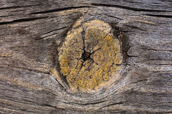 Macrofotografie van natuurlijke houten oppervlaktextuur van dichtbij bekijken. — Stockfoto