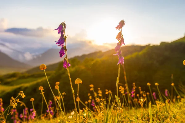 Hermoso paisaje de montaña en las montañas del Cáucaso con hierba y sol al atardecer. — Foto de Stock