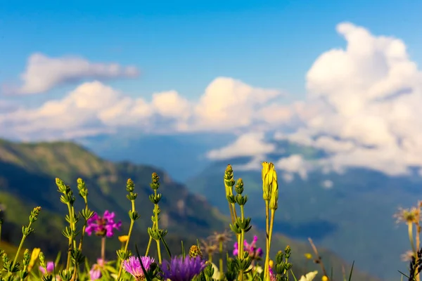 Mooie bloemen op landschap berglandschap achtergrond — Stockfoto