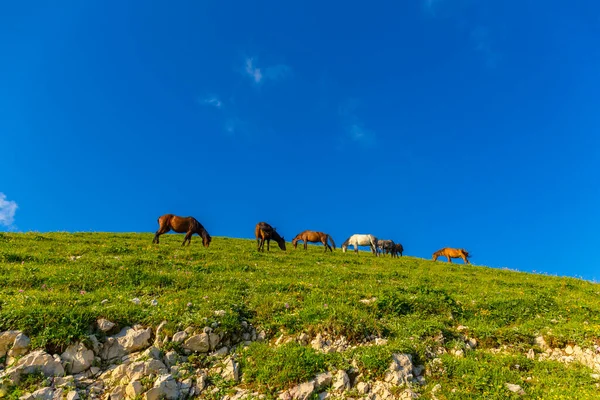 Кавказькі гори з кіньми. — стокове фото