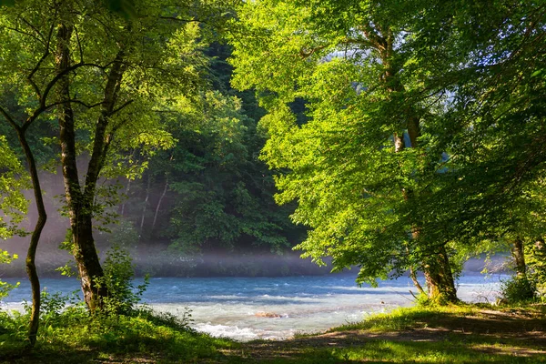 화창하고 화창 한 아침 강과 숲 속에서 — 스톡 사진